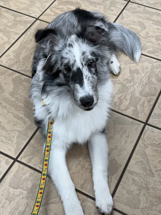 Christina Animal Hospital 3