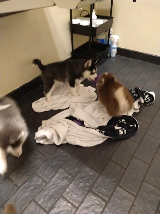 Companion Animal Hospital 8