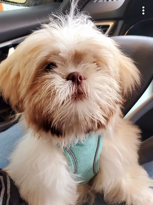 Companion Animal Hospital 9