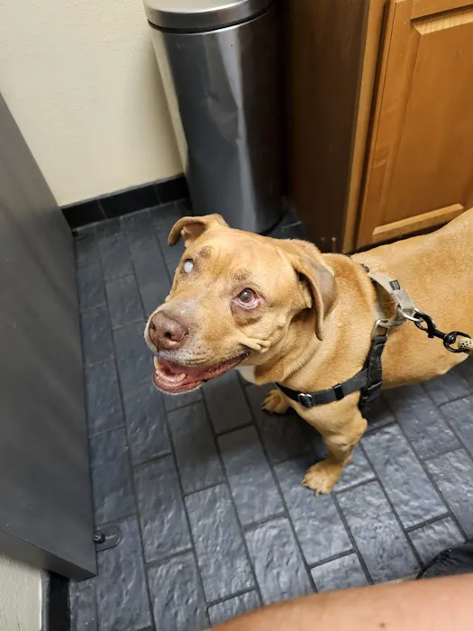 Companion Animal Hospital 1