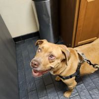 Companion Animal Hospital ico