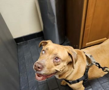 Companion Animal Hospital