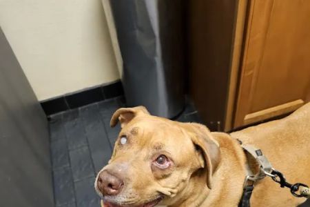 Companion Animal Hospital