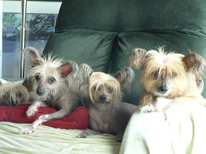 Companion Animal Hospital 6