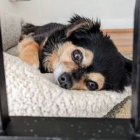 VCA Old Marple Animal Hospital: Johnson J Jeffrey DVM ico