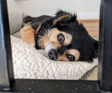 VCA Old Marple Animal Hospital: Johnson J Jeffrey DVM