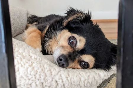 VCA Old Marple Animal Hospital: Johnson J Jeffrey DVM