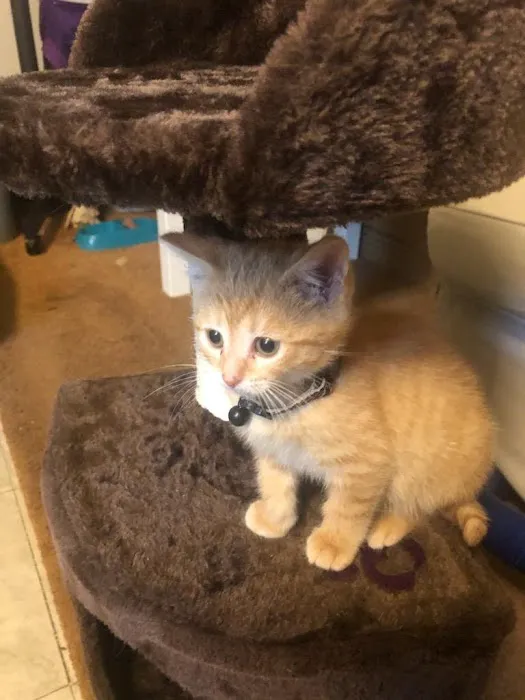 Delaware County Animal Hospital 1