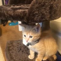 Delaware County Animal Hospital ico