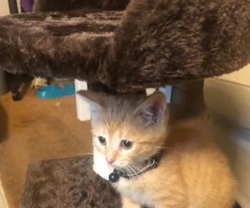 Delaware County Animal Hospital