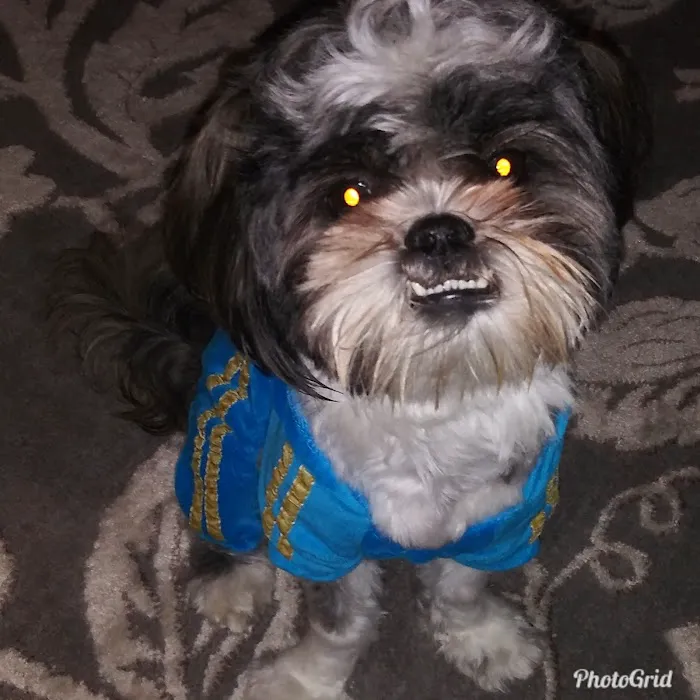 Delaware County Animal Hospital 10