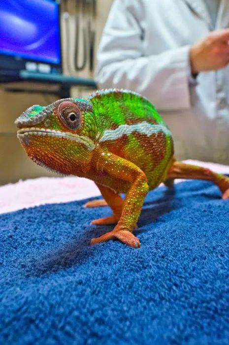All Pets Veterinary Hospital 6
