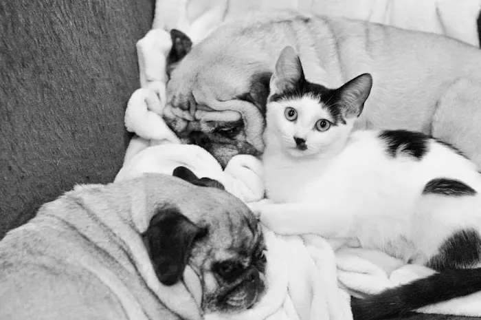 All Pets Veterinary Hospital 2