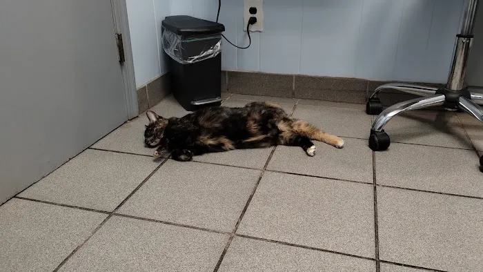 All Pets Veterinary Hospital 5