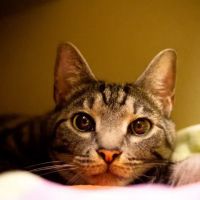 All Pets Veterinary Hospital ico