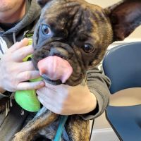 World of Animals Veterinary Hospital at Mayfair ico