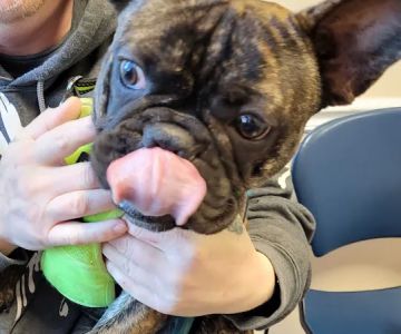 World of Animals Veterinary Hospital at Mayfair