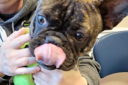 World of Animals Veterinary Hospital at Mayfair
