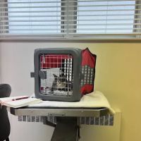 Lansdowne Veterinary Hospital ico