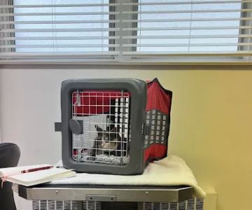 Lansdowne Veterinary Hospital
