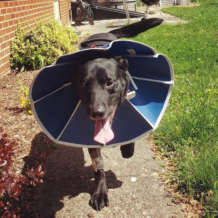 Blue Pearl Pet Hospital 2