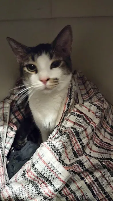 Frankford Animal Clinic 2