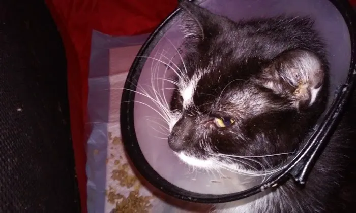 Frankford Animal Clinic 5