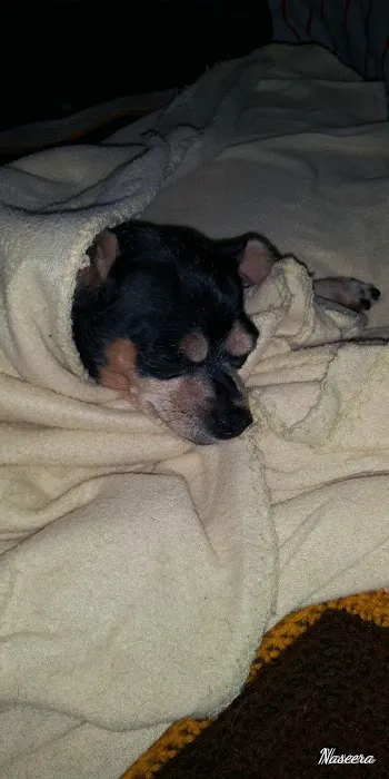 Frankford Animal Clinic 8