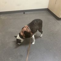 Vetco Total Care Animal Hospital ico