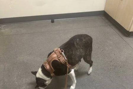 Vetco Total Care Animal Hospital
