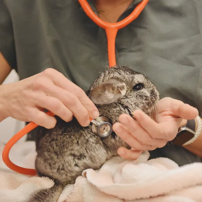 Avian & Exotic Philly Vet Medical Surgical Clinic 2