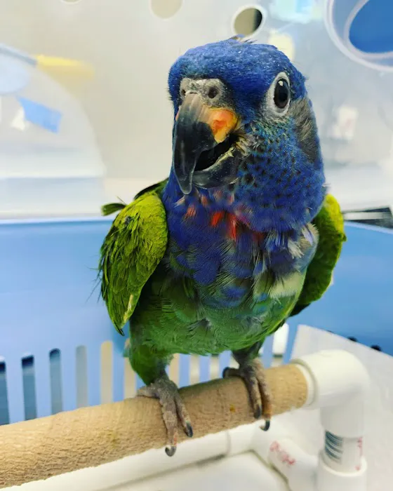Avian & Exotic Philly Vet Medical Surgical Clinic 4