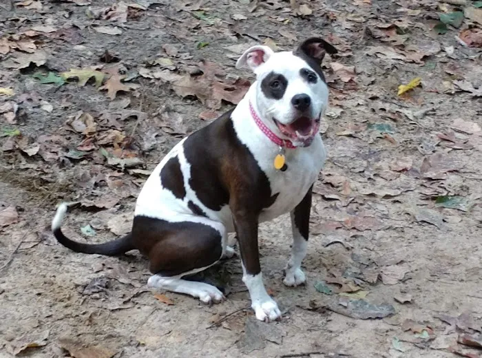 Haddon Vet, LLC 12