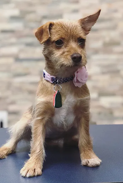 VCA Garden State Animal Hospital 12