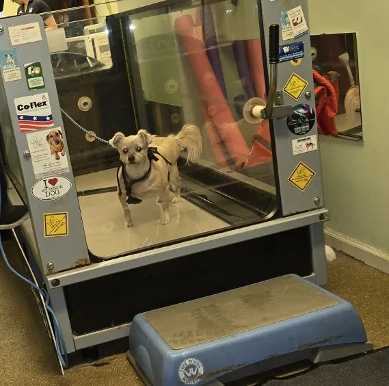 WAG: Whole Animal Gym 2
