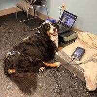 WAG: Whole Animal Gym ico