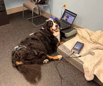 WAG: Whole Animal Gym