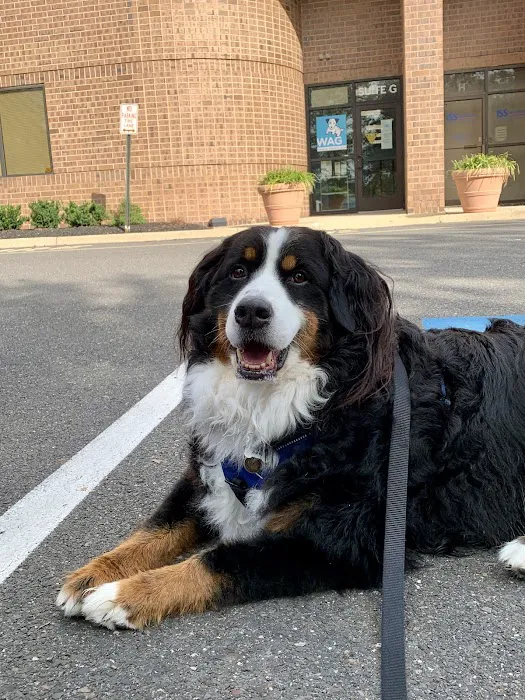 WAG: Whole Animal Gym 8