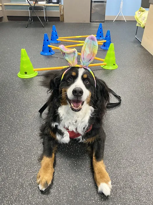 WAG: Whole Animal Gym 3
