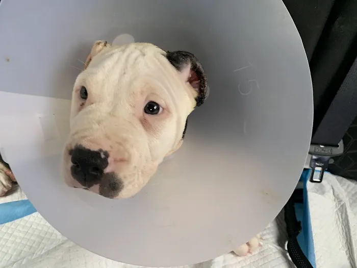 Broad Street Animal Hospital 1