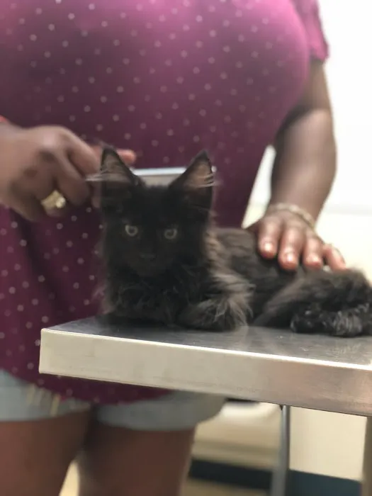 Broad Street Animal Hospital 4