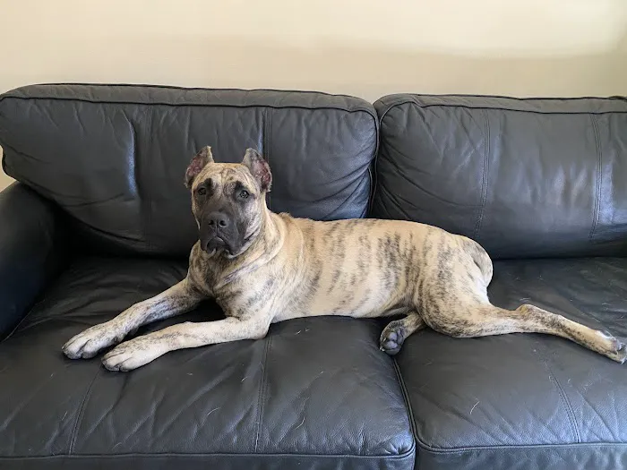 Broad Street Animal Hospital 5