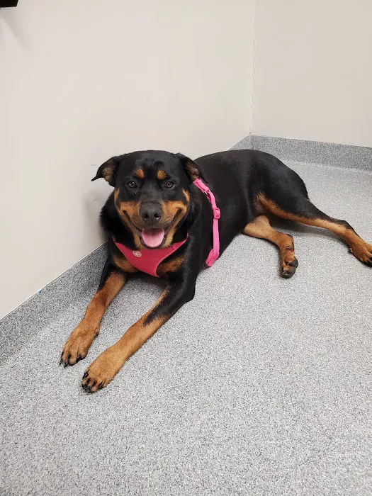 Mt Laurel Animal Hospital: Merrifield Rebecca DVM 12