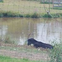 Mt Laurel Animal Hospital: Merrifield Rebecca DVM ico