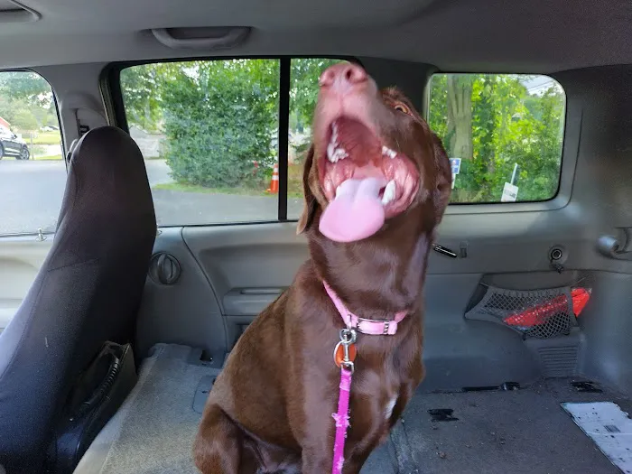 Mt Laurel Animal Hospital: Merrifield Rebecca DVM 12
