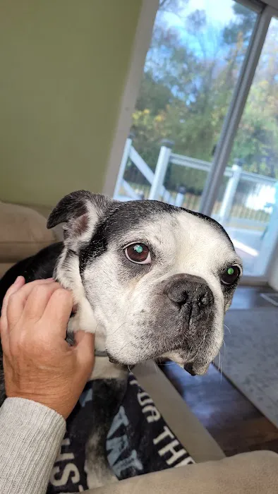Mt Laurel Animal Hospital: Merrifield Rebecca DVM 12