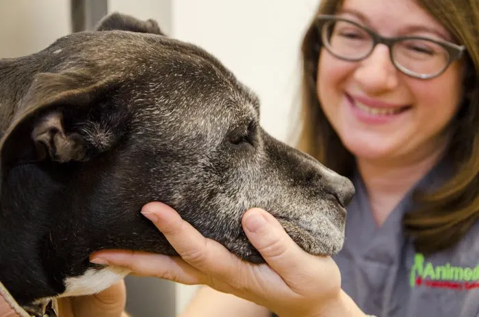 The Animedic Veterinary Hospital 5