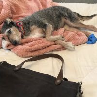 Wissahickon Creek Veterinary Hospital ico