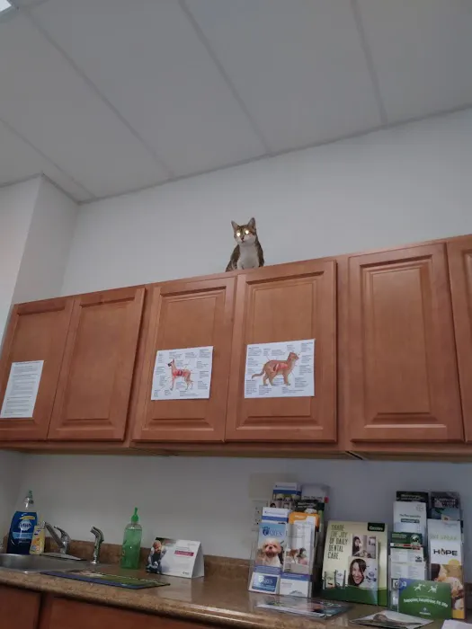 The Spayed Club Veterinary Clinic 4