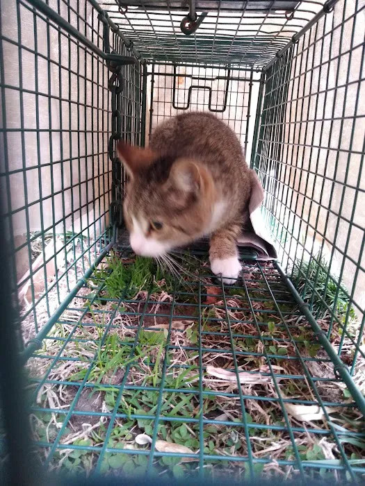 The Spayed Club Veterinary Clinic 5